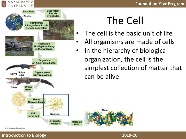 The Cell The cell is the basic unit of life All organisms are