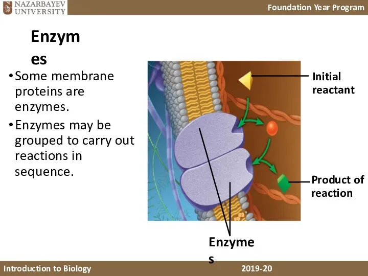 Enzymes Initial reactant Product of reaction Enzymes Some membrane proteins
