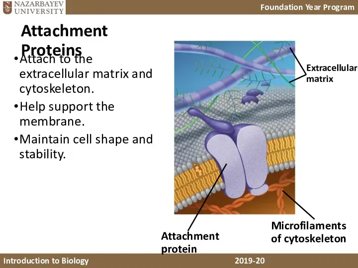 Extracellular matrix Attachment protein Microfilaments of cytoskeleton Attachment Proteins Attach to the extracellular
