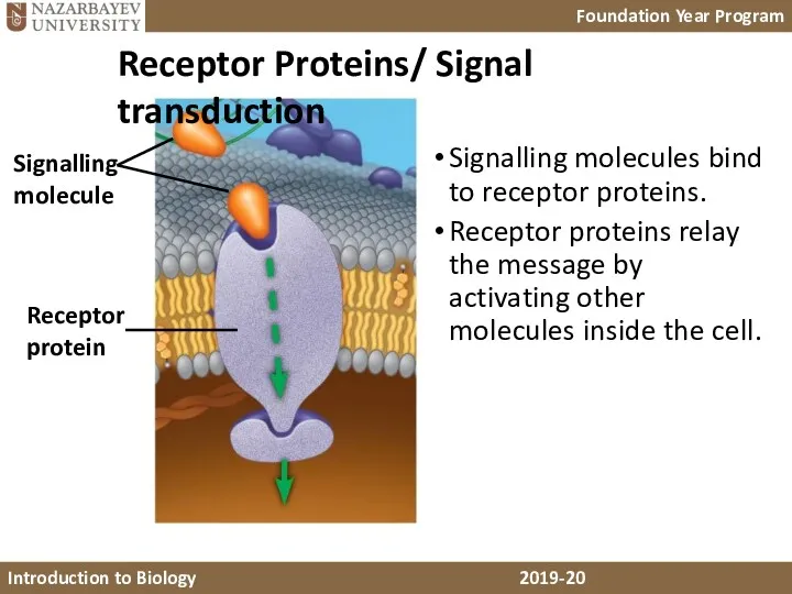 Signalling molecule Receptor protein Receptor Proteins/ Signal transduction Signalling molecules bind to receptor