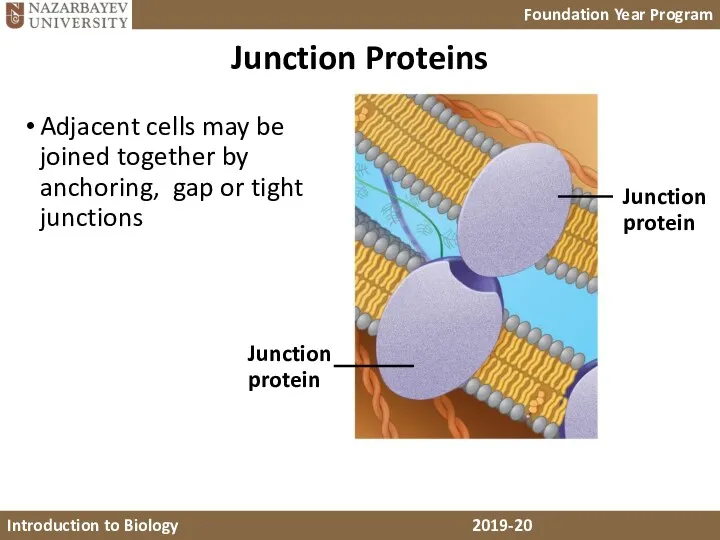 Junction Proteins Adjacent cells may be joined together by anchoring, gap or tight
