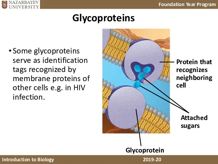 Glycoproteins Some glycoproteins serve as identification tags recognized by membrane proteins of other