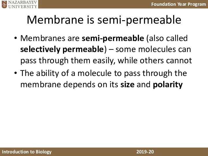 Membrane is semi-permeable Membranes are semi-permeable (also called selectively permeable) – some molecules