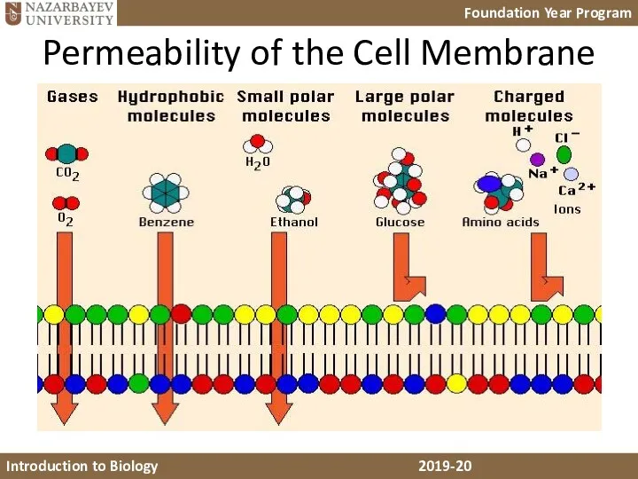 Permeability of the Cell Membrane