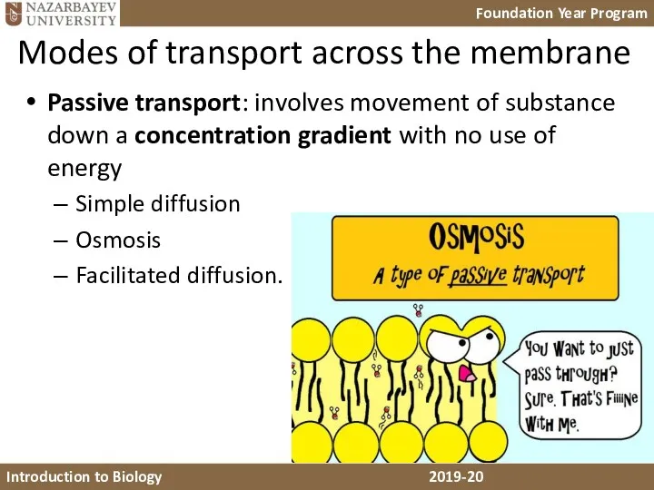 Modes of transport across the membrane Passive transport: involves movement of substance down