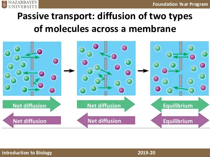 Passive transport: diffusion of two types of molecules across a membrane