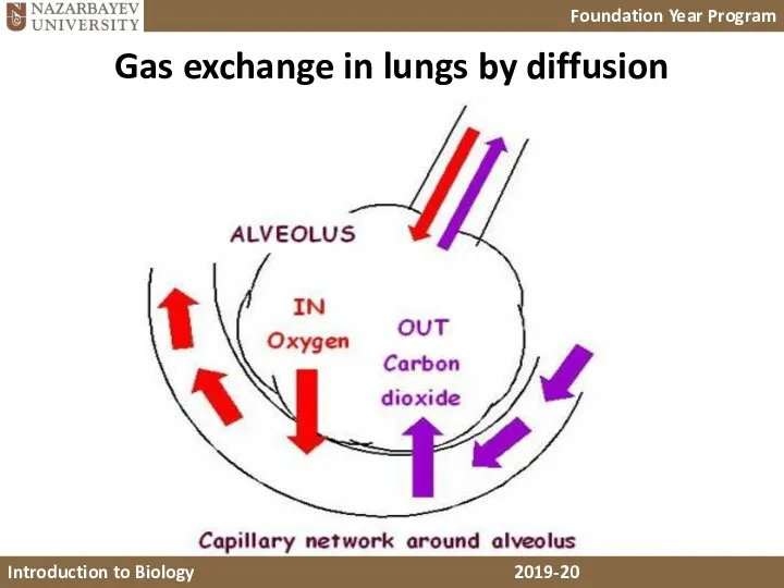 Gas exchange in lungs by diffusion