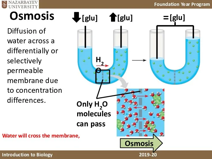 Osmosis Diffusion of water across a differentially or selectively permeable membrane due to