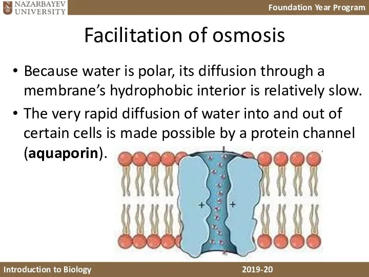 Facilitation of osmosis Because water is polar, its diffusion through a membrane’s hydrophobic