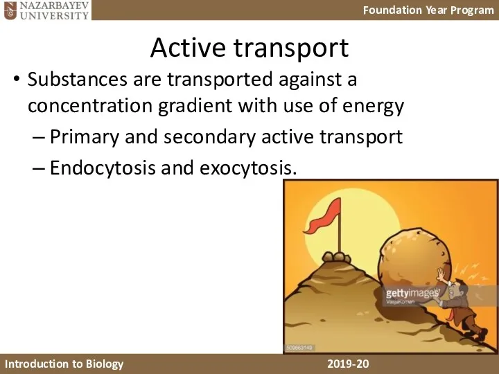 Active transport Substances are transported against a concentration gradient with use of energy
