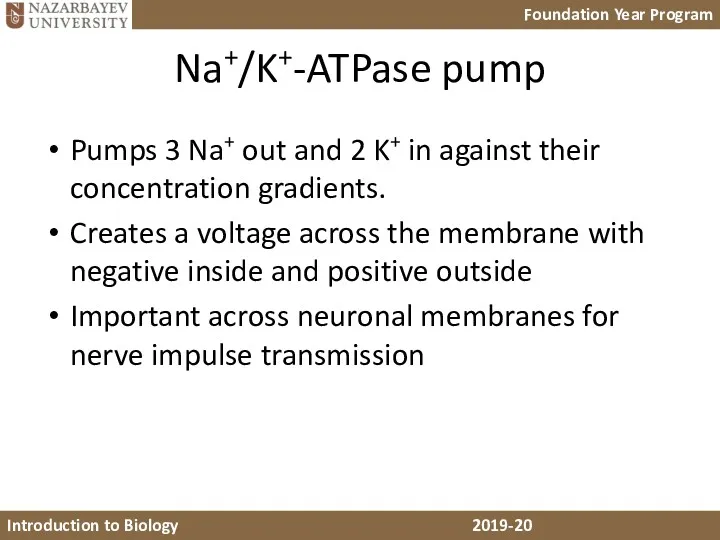 Na+/K+-ATPase pump Pumps 3 Na+ out and 2 K+ in against their concentration