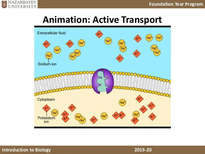 Animation: Active Transport