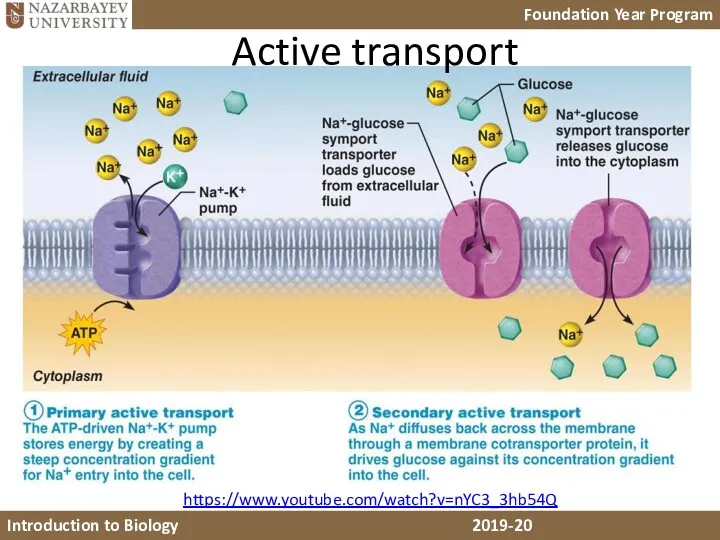 Active transport https://www.youtube.com/watch?v=nYC3_3hb54Q