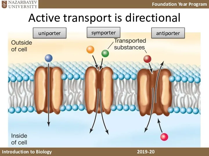 Active transport is directional uniporter symporter antiporter