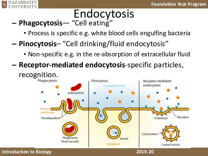 Endocytosis Phagocytosis— “Cell eating” Process is specific e.g. white blood cells engulfing bacteria