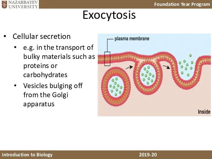 Exocytosis Cellular secretion e.g. in the transport of bulky materials such as proteins