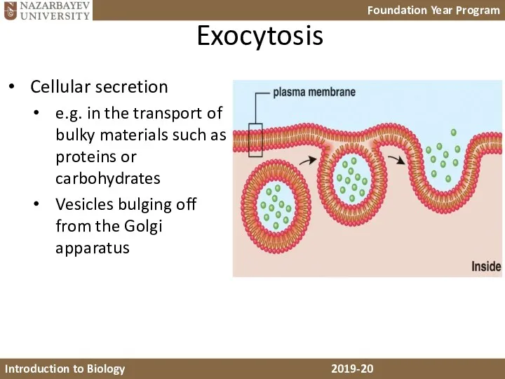 Exocytosis Cellular secretion e.g. in the transport of bulky materials