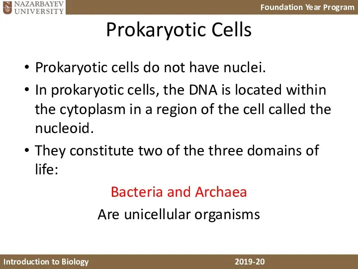 Prokaryotic Cells Prokaryotic cells do not have nuclei. In prokaryotic cells, the DNA