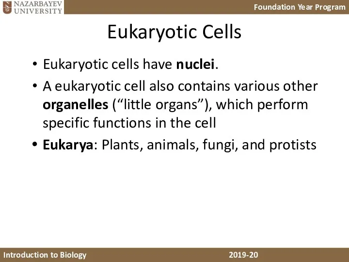Eukaryotic Cells Eukaryotic cells have nuclei. A eukaryotic cell also contains various other