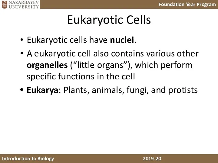 Eukaryotic Cells Eukaryotic cells have nuclei. A eukaryotic cell also