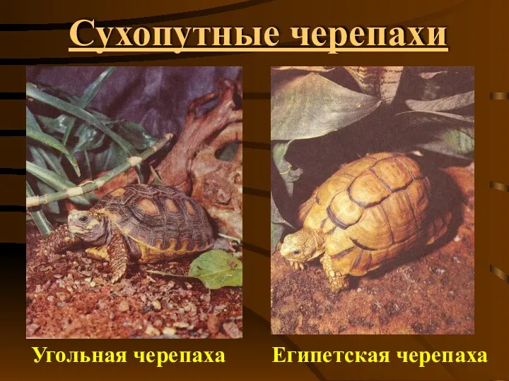 Сухопутные черепахи Угольная черепаха Египетская черепаха