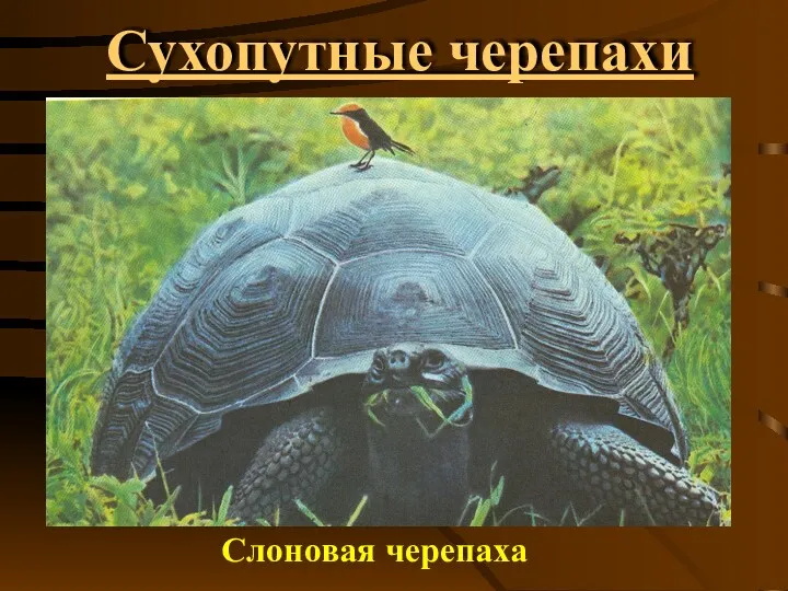Сухопутные черепахи Слоновая черепаха