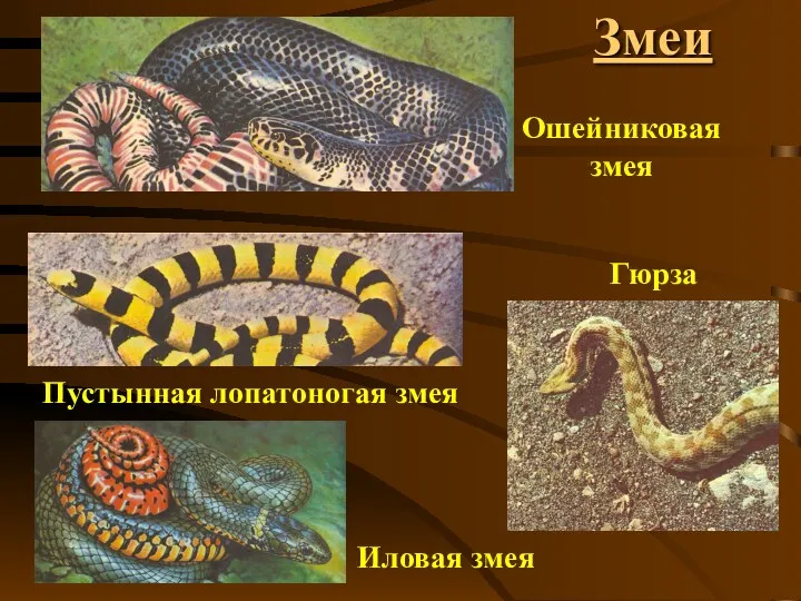 Змеи Ошейниковая змея Пустынная лопатоногая змея Иловая змея Гюрза