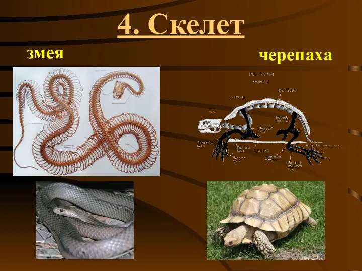 4. Скелет змея черепаха