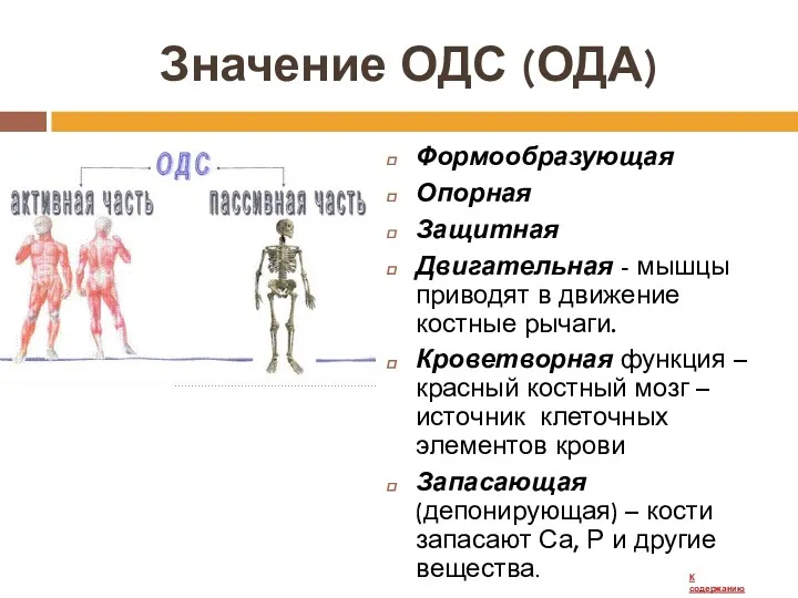 Значение ОДС (ОДА) Формообразующая Опорная Защитная Двигательная - мышцы приводят