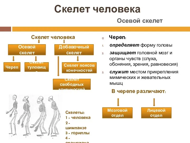 Скелет человека Скелет человека Череп: определяет форму головы защищает головной