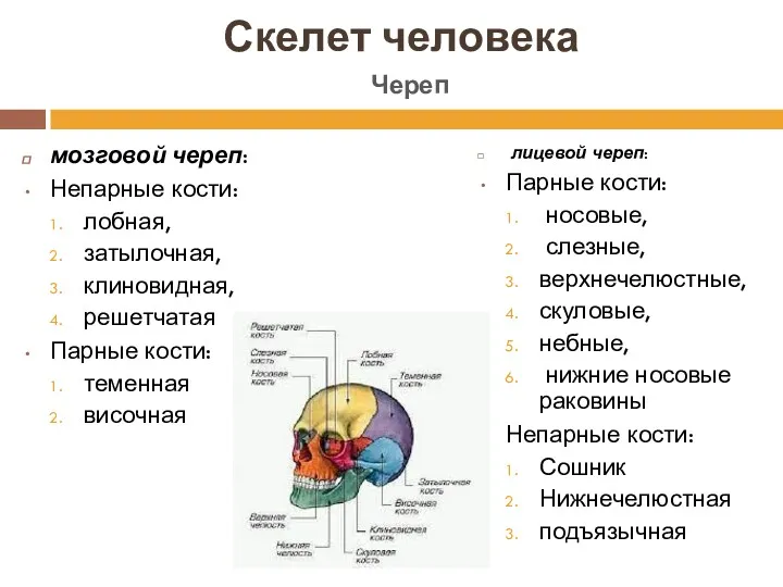 Скелет человека лицевой череп: Парные кости: носовые, слезные, верхнечелюстные, скуловые,