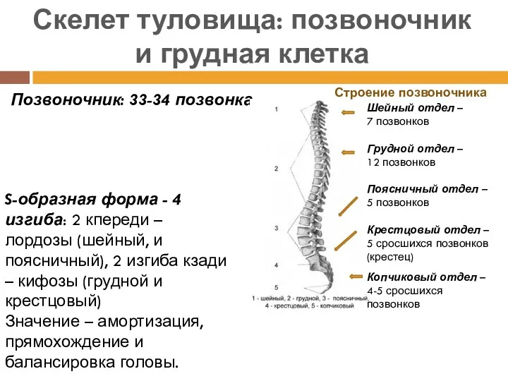 Позвоночник: 33-34 позвонка Скелет туловища: позвоночник и грудная клетка Строение