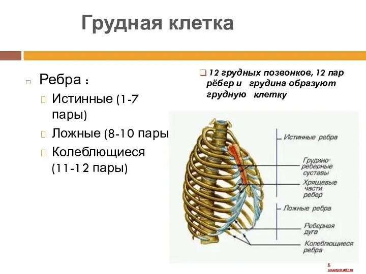 Грудная клетка 12 грудных позвонков, 12 пар рёбер и грудина