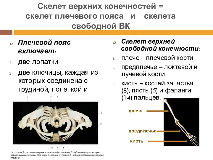 Плечевой пояс включает: две лопатки две ключицы, каждая из которых