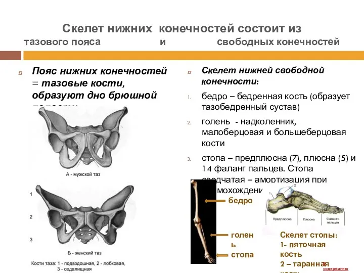 Пояс нижних конечностей = тазовые кости, образуют дно брюшной полости