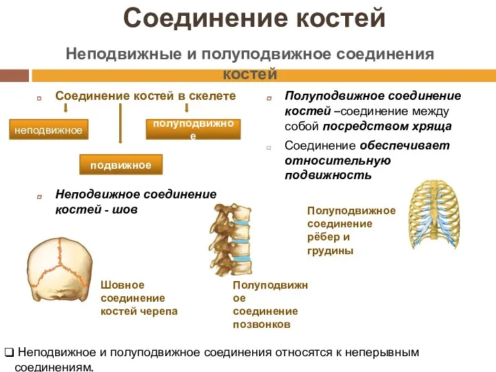 Соединение костей Соединение костей в скелете Неподвижное соединение костей -