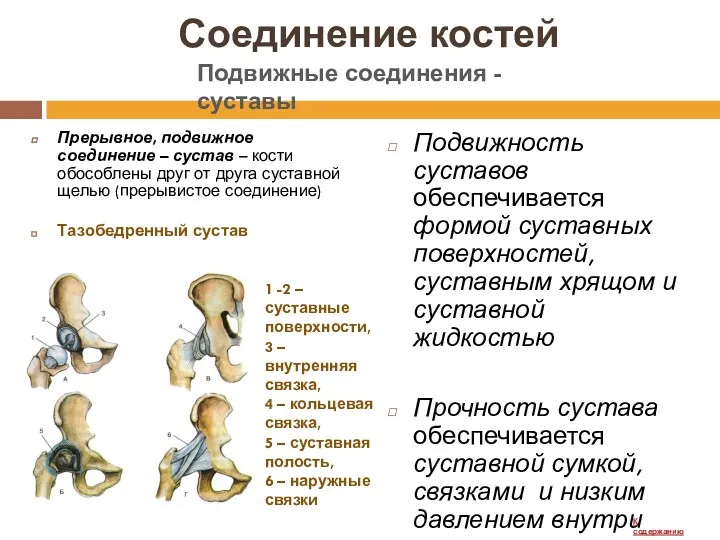 Соединение костей Прерывное, подвижное соединение – сустав – кости обособлены