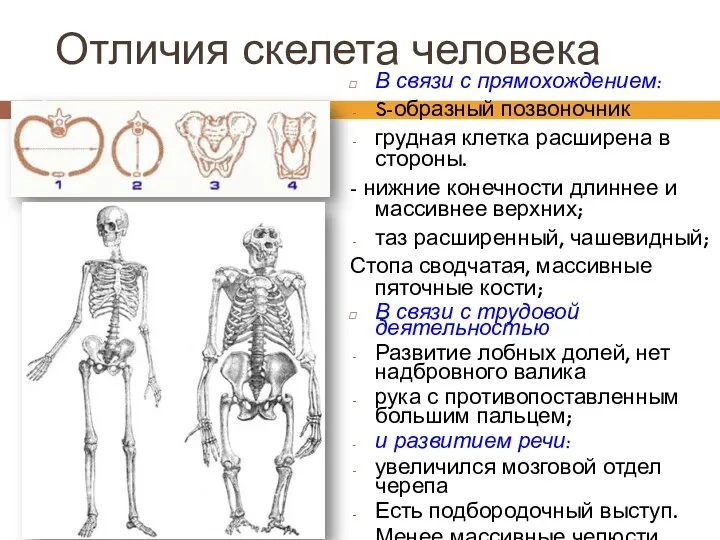 Отличия скелета человека В связи с прямохождением: S-образный позвоночник грудная