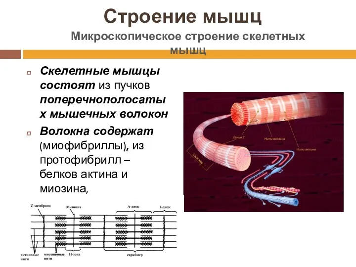 Строение мышц Скелетные мышцы состоят из пучков поперечнополосатых мышечных волокон