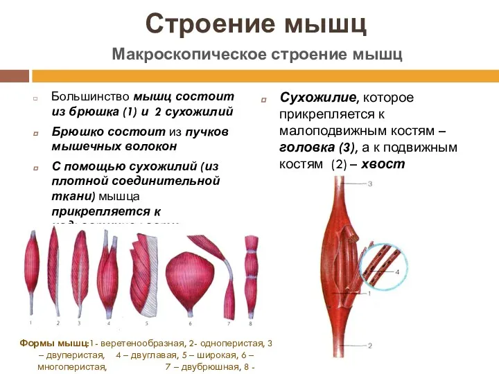 Строение мышц Большинство мышц состоит из брюшка (1) и 2