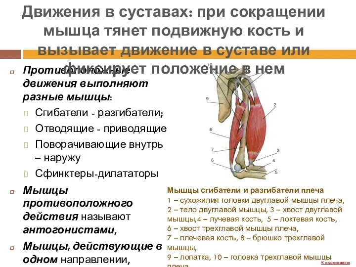 Противоположные движения выполняют разные мышцы: Сгибатели - разгибатели; Отводящие -