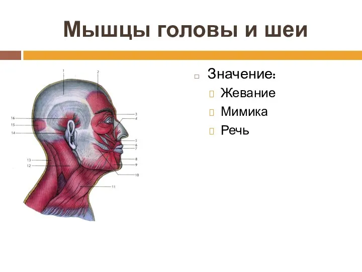 Мышцы головы и шеи Значение: Жевание Мимика Речь
