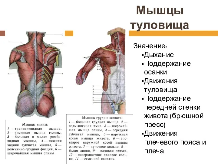 Мышцы туловища Значение: Дыхание Поддержание осанки Движения туловища Поддержание передней