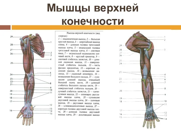 Мышцы верхней конечности