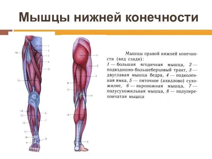 Мышцы нижней конечности