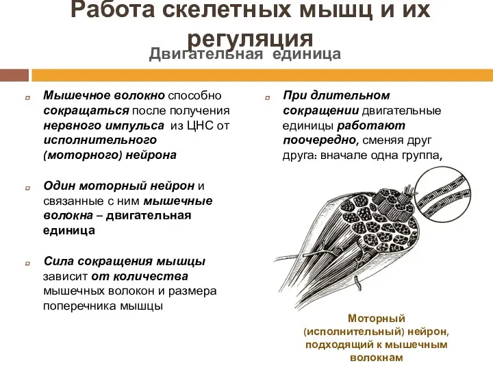 Работа скелетных мышц и их регуляция Мышечное волокно способно сокращаться