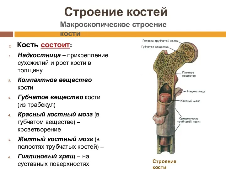 Строение костей Кость состоит: Надкостница – прикрепление сухожилий и рост