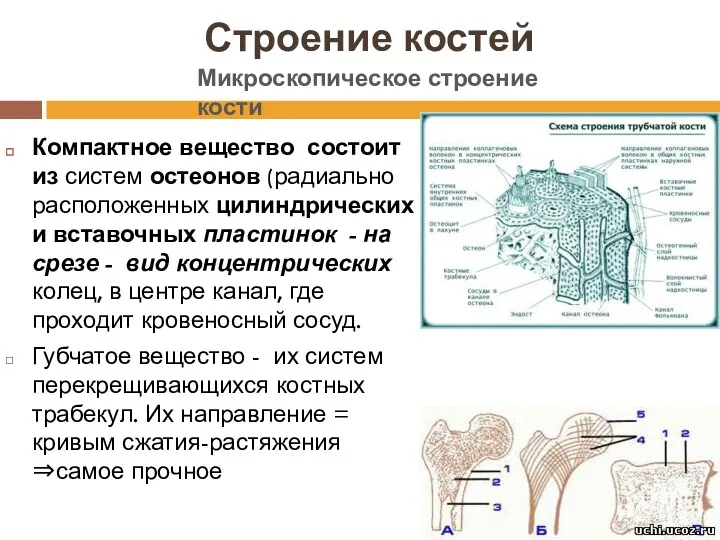 Строение костей Компактное вещество состоит из систем остеонов (радиально расположенных