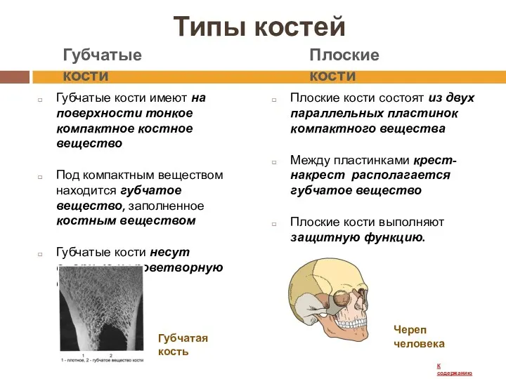 Типы костей Губчатые кости имеют на поверхности тонкое компактное костное