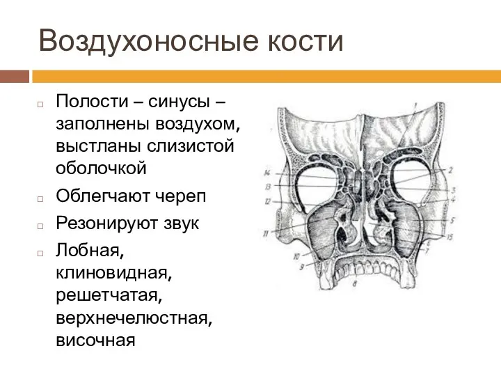 Воздухоносные кости Полости – синусы – заполнены воздухом, выстланы слизистой